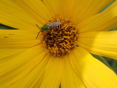 Agapostemon virescens