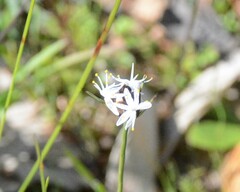 Borya sphaerocephala
