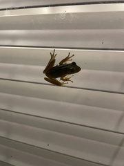 Hyla