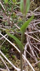 Pterostylis dolichochila
