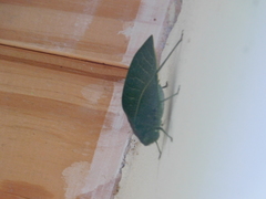 Anapolisia micromargaritifera