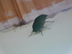 Anapolisia micromargaritifera