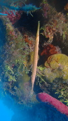 Aulostomus maculatus