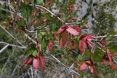 Acer glabrum diffusum