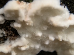 Neoantrodia serialis