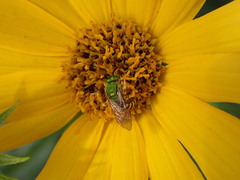 Agapostemon virescens