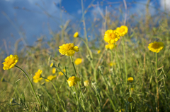 Baileya pleniradiata