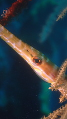 Aulostomus maculatus