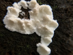 Neoantrodia serialis