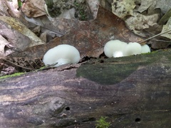 Crepidotus malachius