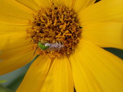 Agapostemon virescens