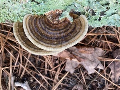 Trametes betulina