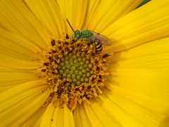 Agapostemon virescens