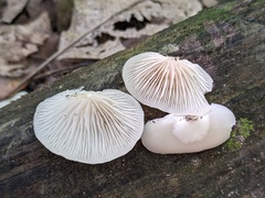 Crepidotus malachius