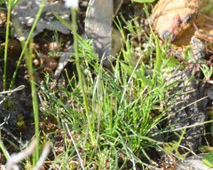 Borya sphaerocephala