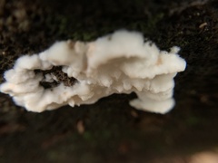 Neoantrodia serialis