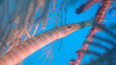 Aulostomus maculatus