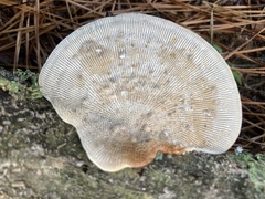 Trametes betulina