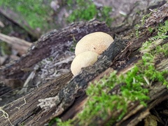 Crepidotus crocophyllus