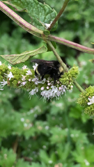 Bombus vosnesenskii