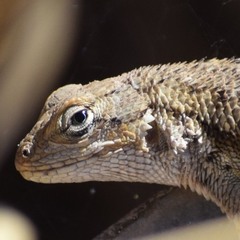 Sceloporus occidentalis bocourtii