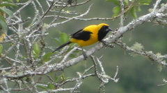 Icterus chrysater