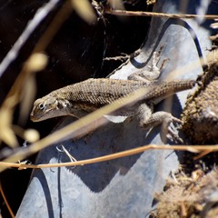 Sceloporus occidentalis bocourtii