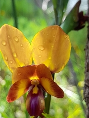 Diuris magnifica