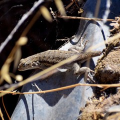Sceloporus occidentalis bocourtii