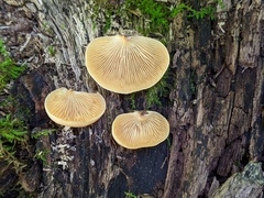 Crepidotus crocophyllus