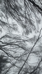 Pterostylis dolichochila