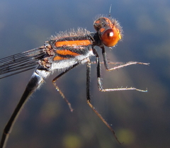 Pseudagrion rufostigma