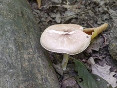 Pluteus
