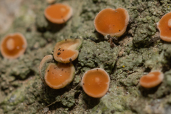 Lecanoromycetes