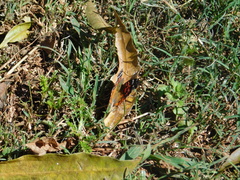 Vanessa braziliensis