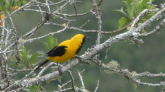 Icterus chrysater