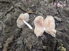 Pluteus