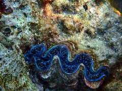 Tridacna maxima