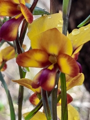 Diuris magnifica