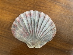 Pecten fumatus