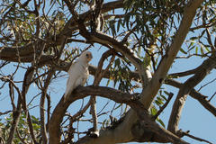 Cacatua sanguinea
