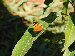 Hypanartia lethe