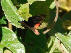 Biblis hyperia