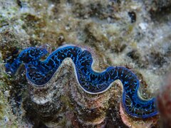 Tridacna maxima