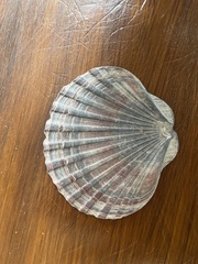 Pecten fumatus