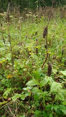 Epipactis helleborine