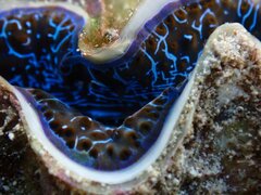 Tridacna maxima