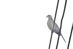 Streptopelia chinensis