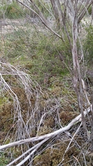 Pterostylis dolichochila