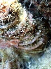 Tridacna maxima
